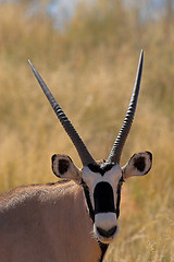 Image showing Portrait of an oryx