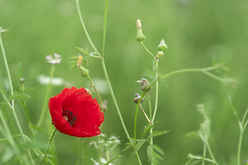 Image showing Red poppies