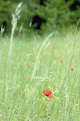 Image showing  Red poppies