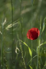 Image showing  Red poppies