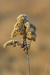 Image showing Plant on a winter morning