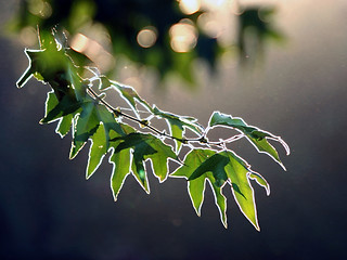 Image showing Maple branch