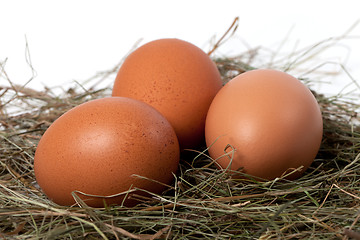 Image showing Chicken eggs in nest