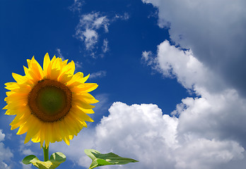 Image showing Sunflower in corner