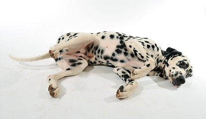 Image showing dalmatian laid down