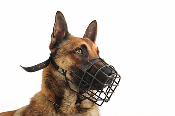 Image showing malinois and muzzle