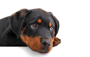 Image showing puppy rottweiler