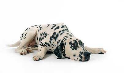 Image showing dalmatian