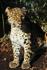 Image showing Amur leopard