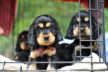Image showing puppies cockers spaniel