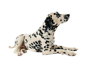 Image showing Dalmatian