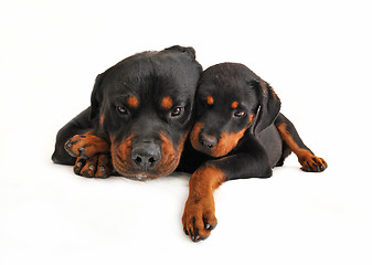 Image showing baby rottweiler and his mother dog