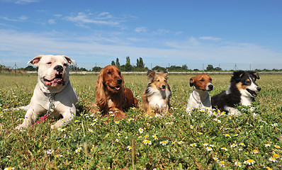 Image showing five dogs