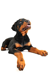 Image showing rottweiler