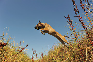 Image showing jumping malinois