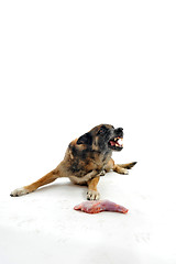 Image showing dog and meat