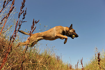 Image showing jumping malinois