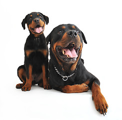 Image showing rottweilers