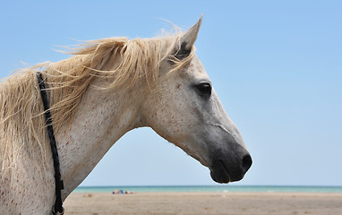 Image showing horse on the beach