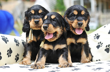 Image showing three puppies