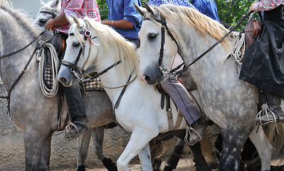 Image showing camargue horses