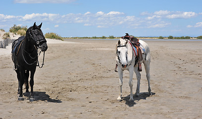 Image showing horses on beach