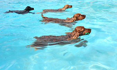Image showing swimming dogs