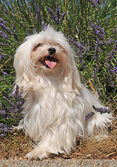 Image showing maltese dog