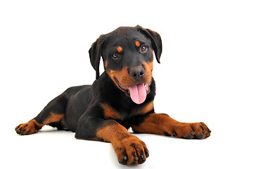 Image showing puppy rottweiler