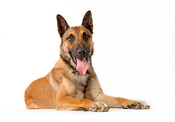 Image showing malinois