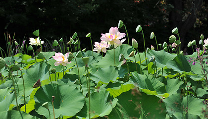 Image showing lotus