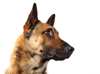 Image showing malinois