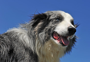 Image showing border collie