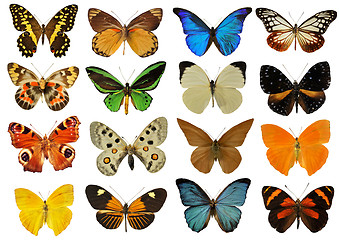 Image showing colorfull butterfly