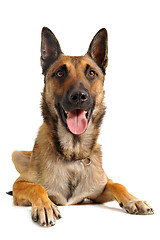 Image showing malinois