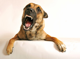 Image showing aggressive dog