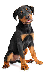 Image showing rottweiler