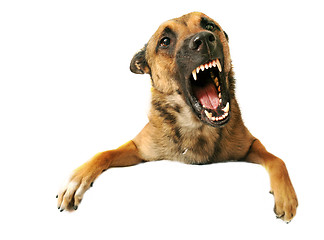 Image showing aggressive dog