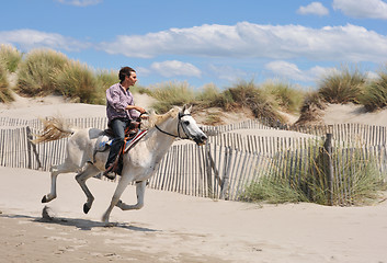 Image showing galloping horse