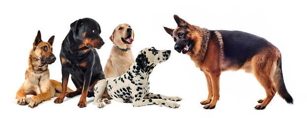 Image showing group of dogs