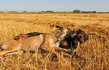 Image showing two dogs playing