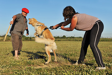 Image showing training of attack dog