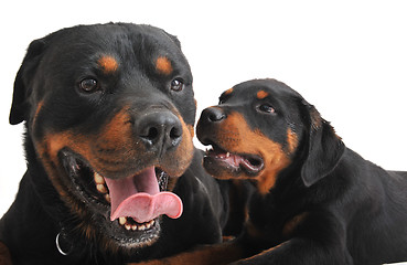 Image showing two rottweilers