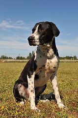 Image showing hunting dog