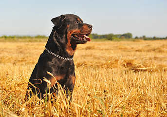 Image showing rottweiler in a field