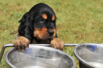 Image showing puppy english cocker