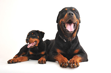 Image showing two rottweilers