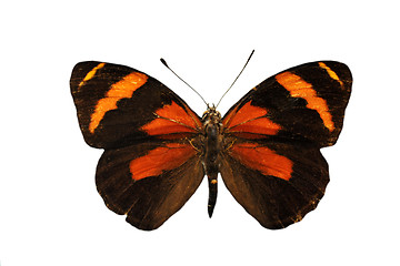 Image showing colorful butterfly