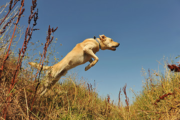 Image showing jumping labrador