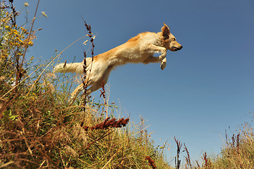 Image showing jumping dog